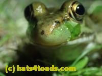 /home//u458753944/public_html/sourcegallery///Frogs/Mixed frogs/P7170997.JPG